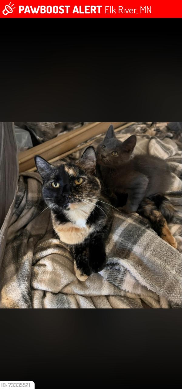 Lost Female Cat last seen 183rd Ave NW, Elk River, MN 55330
