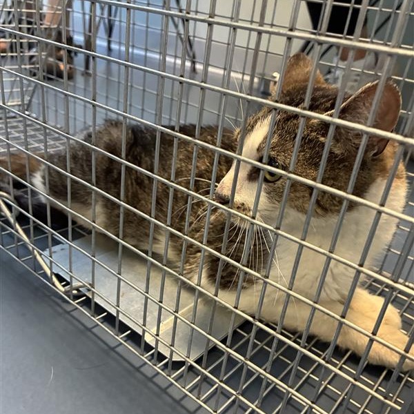 Shelter Stray Female Cat last seen , 980 Guilford College Rd, Greensboro, NC 27409, USA