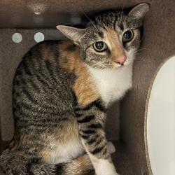 Shelter Stray Female Cat last seen , 980 Guilford College Rd, Greensboro, NC 27409, USA