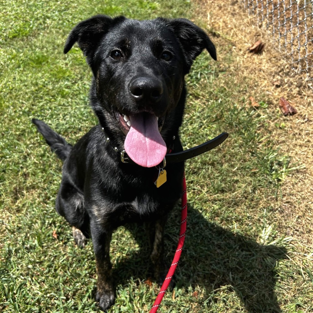 Shelter Stray Female Dog last seen , 328 Furman Hall Rd, Greenville, SC 29609, USA