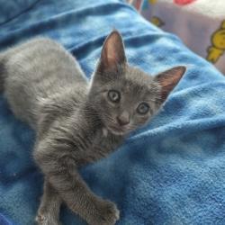 Shelter Stray Male Cat last seen , 328 Furman Hall Rd, Greenville, SC 29609, USA