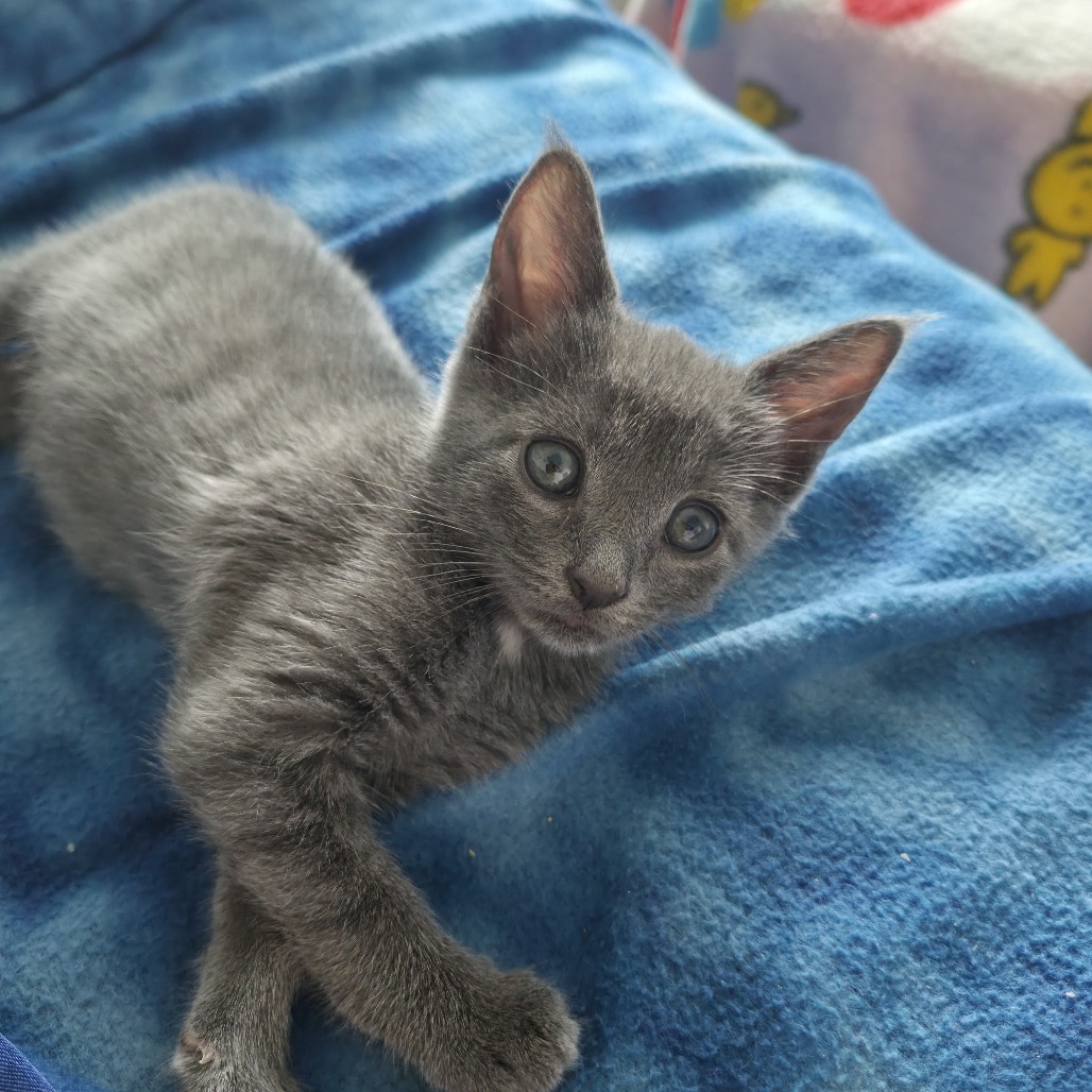 Shelter Stray Male Cat last seen , 328 Furman Hall Rd, Greenville, SC 29609, USA