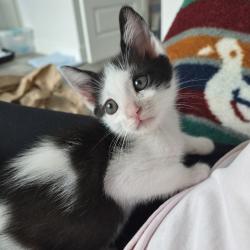 Shelter Stray Male Cat last seen , 328 Furman Hall Rd, Greenville, SC 29609, USA