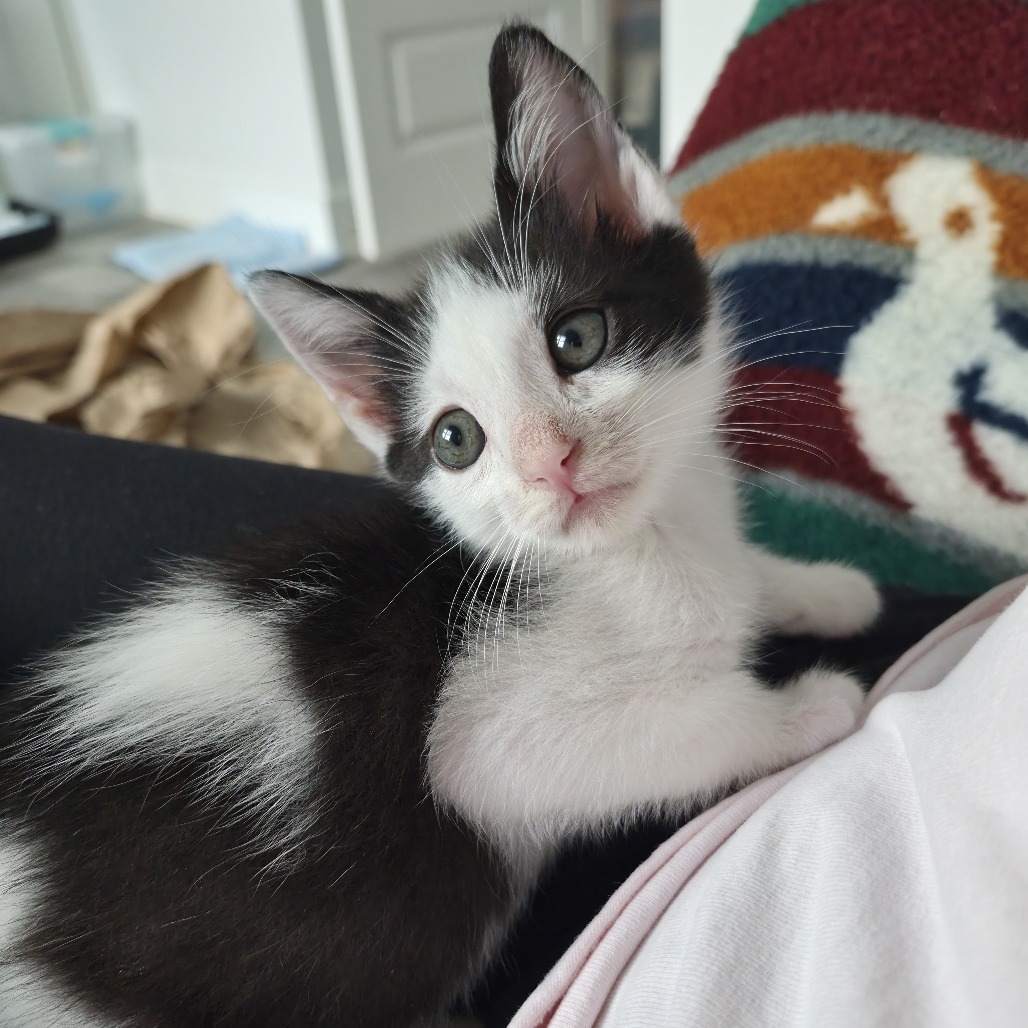 Shelter Stray Male Cat last seen , 328 Furman Hall Rd, Greenville, SC 29609, USA