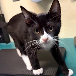 Shelter Stray Male Cat last seen , 361 S Raymond Ave, Pasadena, CA 91105, USA