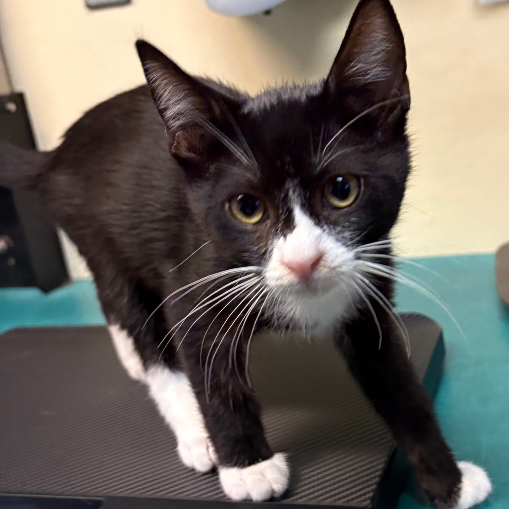 Shelter Stray Male Cat last seen , 361 S Raymond Ave, Pasadena, CA 91105, USA