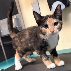 Shelter Stray Female Cat last seen , 361 S Raymond Ave, Pasadena, CA 91105, USA
