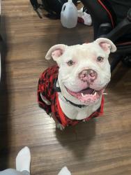 Lost Male Dog last seen Near dehrake rd, Florissant, MO 63033