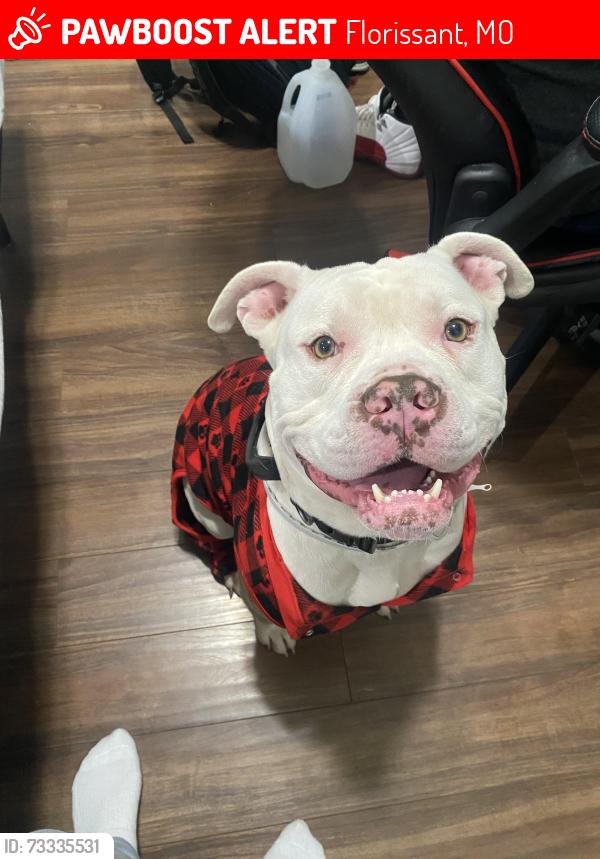 Lost Male Dog last seen Near dehrake rd, Florissant, MO 63033