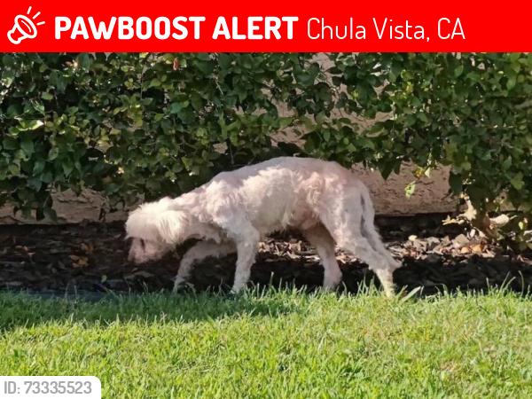 Lost Male Dog last seen Paseo Ranchero & Camino del Rey, Chula Vista, CA 91910