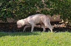Lost Male Dog last seen Paseo Ranchero & Camino del Rey, Chula Vista, CA 91910
