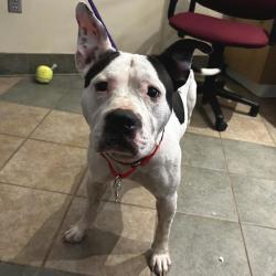 Shelter Stray Male Dog last seen , 4500 N Access Rd, Chattanooga, TN 37415, USA