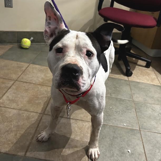 Shelter Stray Male Dog last seen , 4500 N Access Rd, Chattanooga, TN 37415, USA