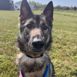 Shelter Stray Female Dog last seen , 21800 Central Ave, Matteson, IL 60443, USA
