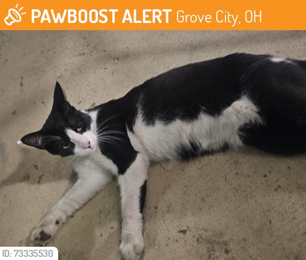 Found/Stray Unknown Cat last seen Gateway Lakes apmts, Grove City, OH 43123