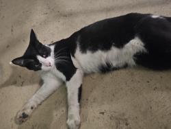 Found/Stray Unknown Cat last seen Gateway Lakes apmts, Grove City, OH 43123
