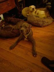 Lost Female Dog last seen Bailey rd agron, Aragon, GA 30104