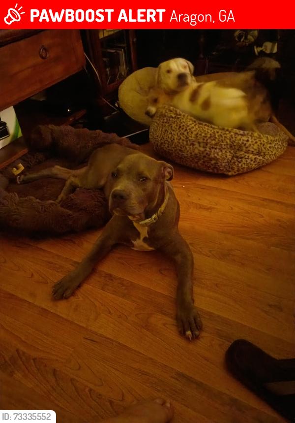 Lost Female Dog last seen Bailey rd agron, Aragon, GA 30104