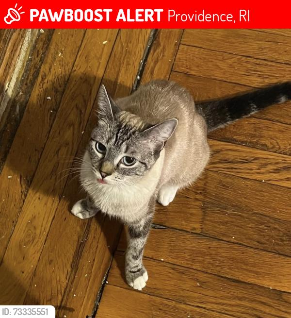 Lost Female Cat last seen Between Commodore St and Branch Ave, Providence, RI 02904