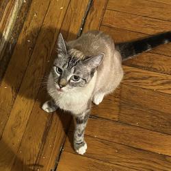 Lost Female Cat last seen Between Commodore St and Branch Ave, Providence, RI 02904