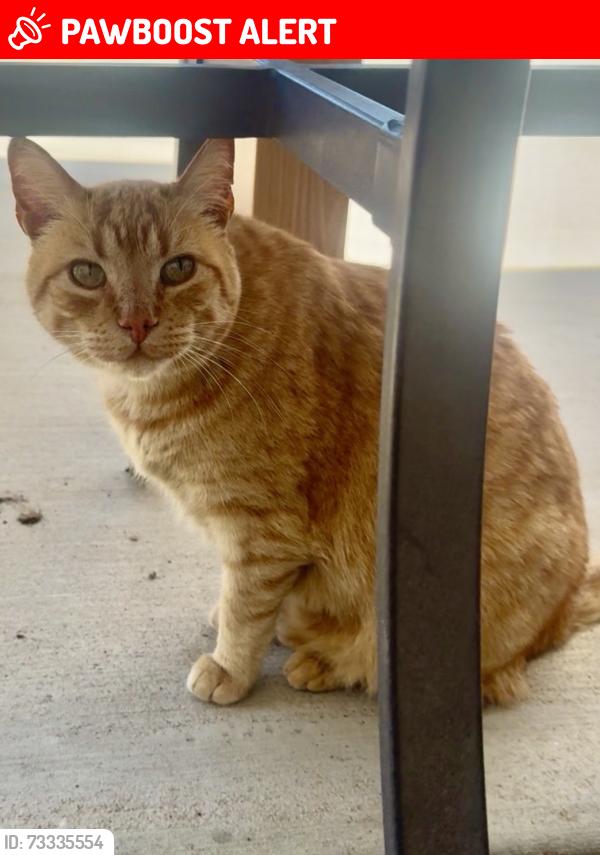 Lost Male Cat last seen Vollmer and Poco Rd, Colorado Springs, CO 80908