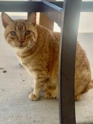 Lost Male Cat last seen Vollmer and Poco Rd, Colorado Springs, CO 80908