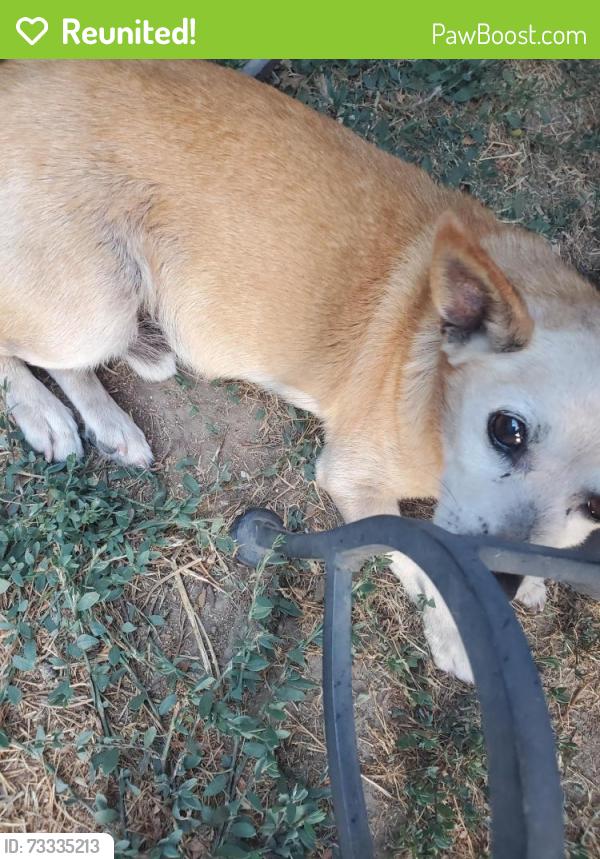 Reunited Male Dog last seen Locust Street Downtown Riverside between 5th & 6th Street, Riverside, CA 92501