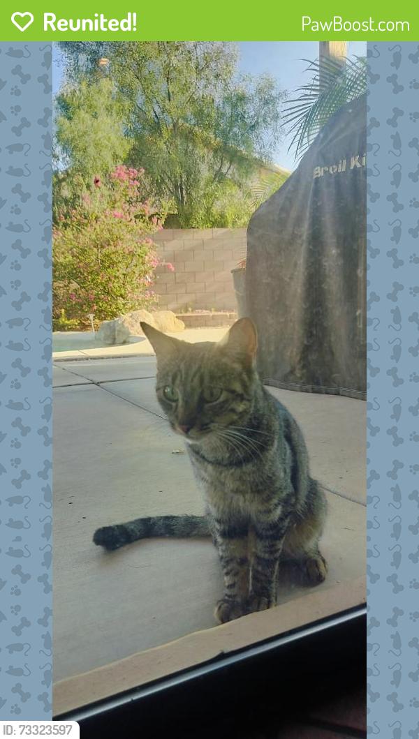 Reunited Unknown Cat last seen Elliott and McClintock, Tempe, AZ 85281