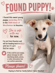 Found/Stray Female Dog last seen Near Pappas Steakhouse uptown Houston, Houston, TX 77056