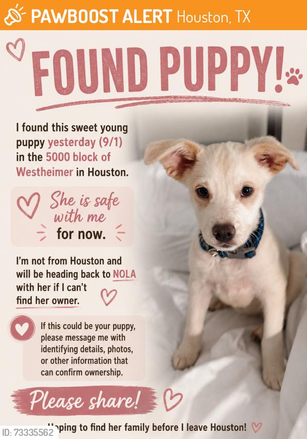 Found/Stray Female Dog last seen Near Pappas Steakhouse uptown Houston, Houston, TX 77056