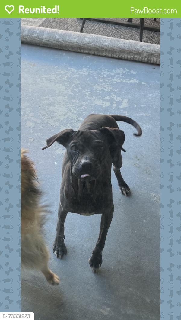 Reunited Female Dog last seen 30th Street W. And Ave J-8 Lancaster, CA, Lancaster, CA 93536