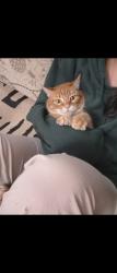 Lost Male Cat last seen Avenel pharmacy, Woodbridge Township, NJ 07001