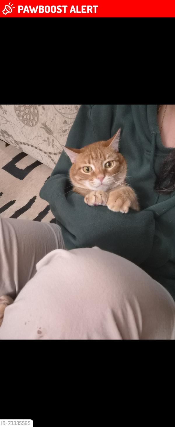 Lost Male Cat last seen Avenel pharmacy, Woodbridge Township, NJ 07001