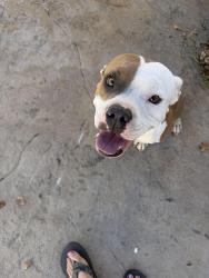 Found/Stray Male Dog last seen Chuck E. Cheese on sunset, Henderson, NV 89014