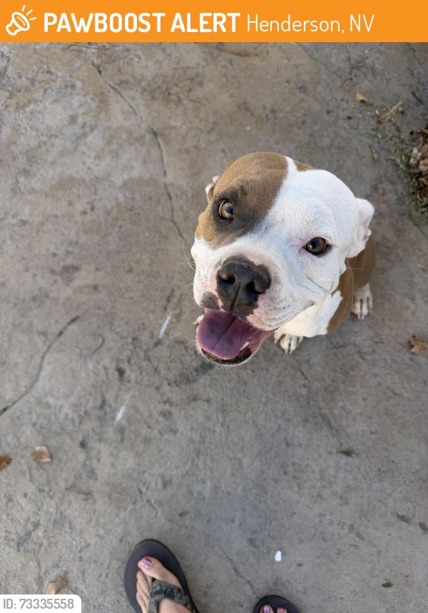 Found/Stray Male Dog last seen Chuck E. Cheese on sunset, Henderson, NV 89014