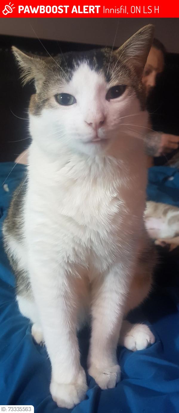Lost Male Cat last seen rose lane, Innisfil, ON L9S 2H2
