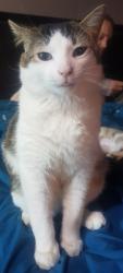 Lost Male Cat last seen rose lane, Innisfil, ON L9S 2H2