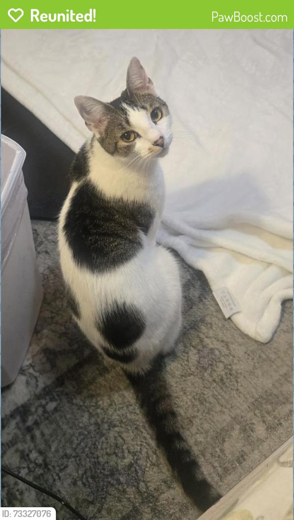 Reunited Female Cat last seen Division Street, street behind rainbow diner, Brick Township, NJ 08724
