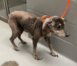 Shelter Stray Male Dog last seen Forest park, 8485 E Reno Ave, Midwest City, OK 73110, USA