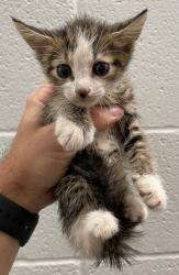 Shelter Stray Male Cat last seen Forest park, 8485 E Reno Ave, Midwest City, OK 73110, USA