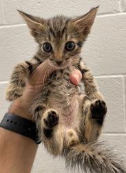 Shelter Stray Male Cat last seen , 8485 E Reno Ave, Midwest City, OK 73110, USA