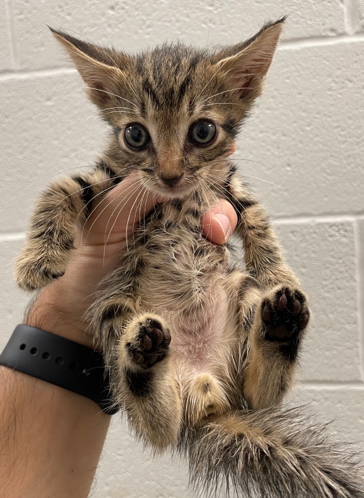 Shelter Stray Male Cat last seen , 8485 E Reno Ave, Midwest City, OK 73110, USA