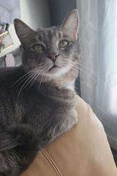 Lost Male Cat last seen Hillside Drive, Avon, NY 14414