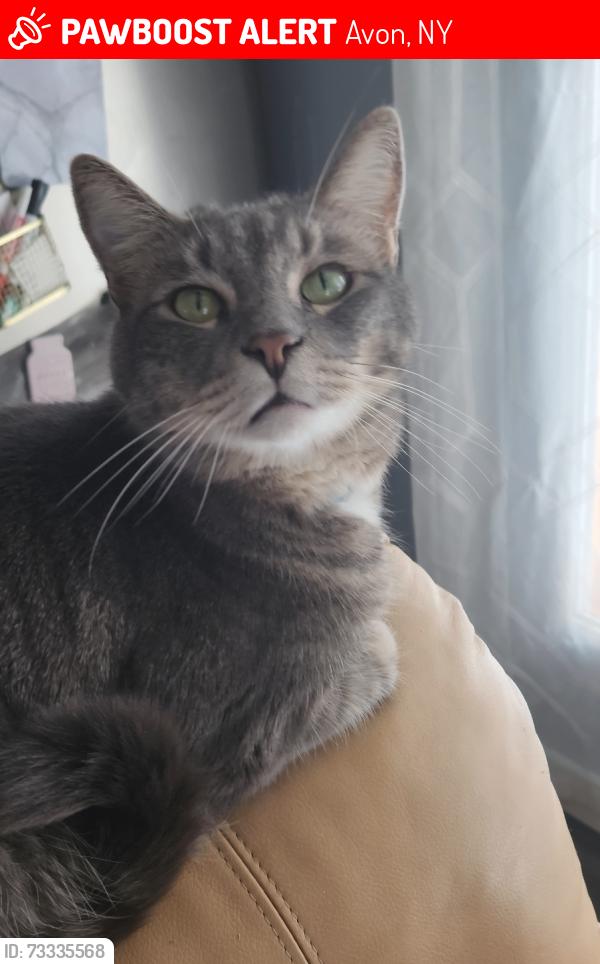 Lost Male Cat last seen Hillside Drive, Avon, NY 14414