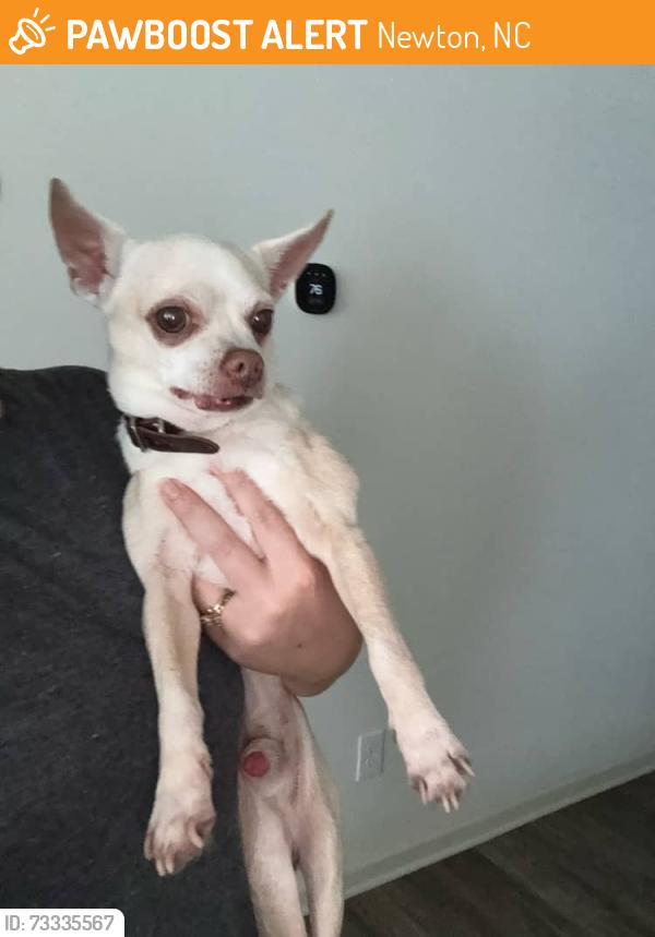 Found/Stray Male Dog last seen Startown road, Newton, NC 28658