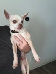 Found/Stray Male Dog last seen Startown road, Newton, NC 28658