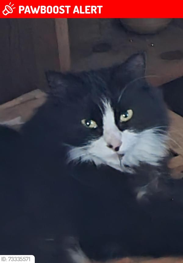 Lost Female Cat last seen Althorne green, Althorne, England CM3 6BP
