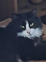 Lost Female Cat last seen Althorne green, Althorne, England CM3 6BP