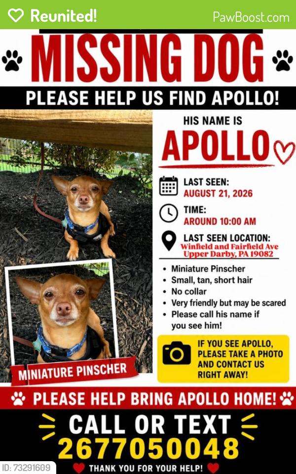 Reunited Male Dog last seen Nutwall Street upper Darby, Upper Darby Township, PA 19082