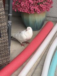 Found/Stray Unknown Bird last seen Coop and Stathos, Elk Grove, CA 95757